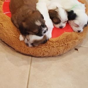 Meet your Posher, Josephine